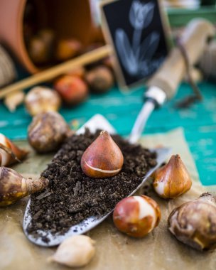 Çiçek soğanı ve toprağa dikim Bahçe aksesuarları. 