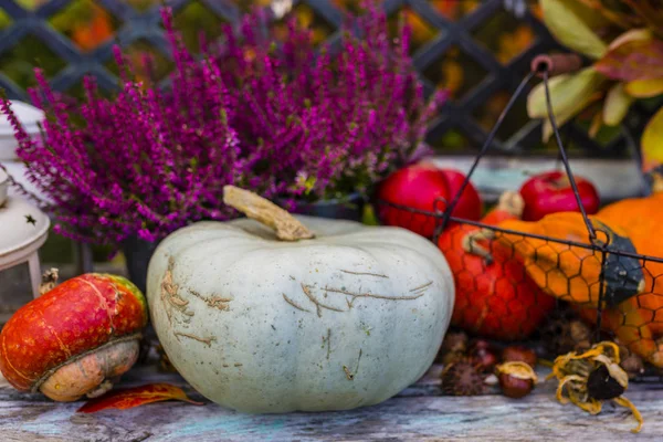 Pumpkins and autumn harvest in the garden. — Stock Photo, Image