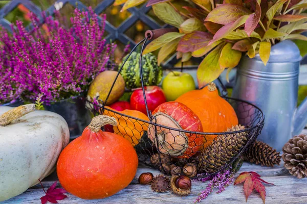 Kürbisse und Herbsternte im Garten. — Stockfoto