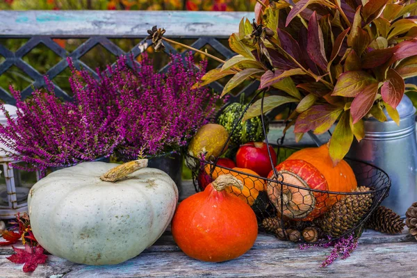 Sütőtök és az őszi szüreti és őszi dekoráció a kertben. — Stock Fotó