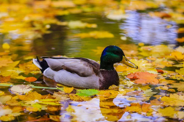 Pato colorido flutua nas folhas de outono na lagoa . — Fotografia de Stock