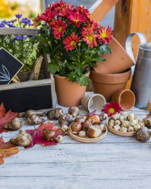 Çiçek soğanı ve toprağa dikim Bahçe aksesuarları. 