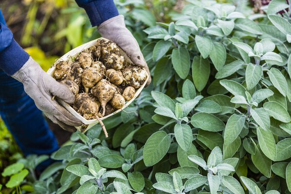 Autumn harvest in the garden. Jerusalem artichoke tubers in a wooden basket. 