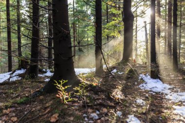 Orman ve ağaç, Beskidy mountains, Polonya arasında güneş ışınlarının.
