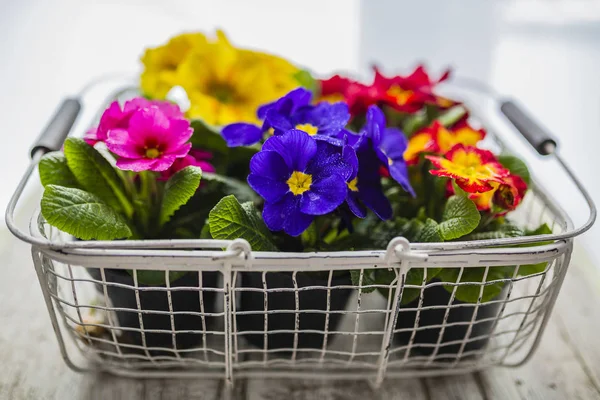 İlk Bahar renkli campanula'lar ekime hazır