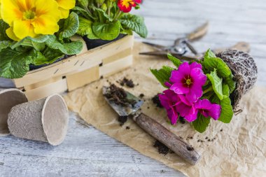 İlk Bahar renkli campanula'lar ekime hazır.