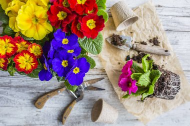 İlk Bahar renkli campanula'lar ekime hazır.