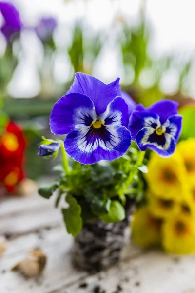 Musim Semi Pertama Bunga Berwarna Warni Siap Untuk Menanam — Stok Foto