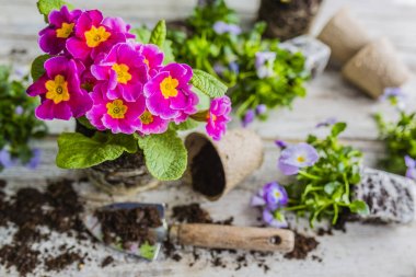 İlk Bahar renkli çiçekleri ekime hazır. 