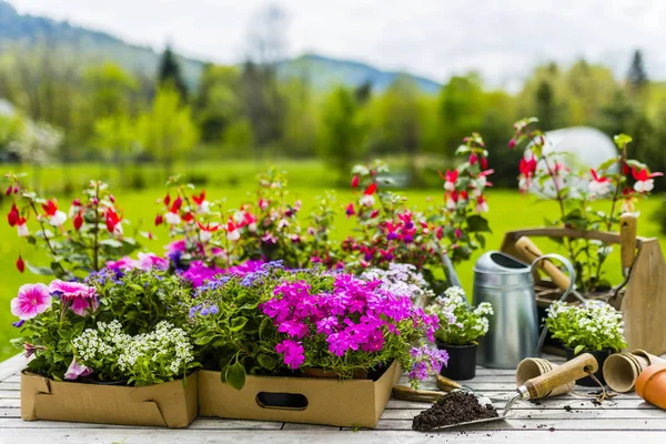 Sämlinge Mit Bunten Blumen Zum Pflanzen Garten — Stockfoto