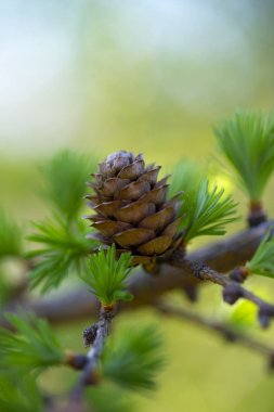 Melez (bitki) taze iğneler ve koni ile genç Şubesi.