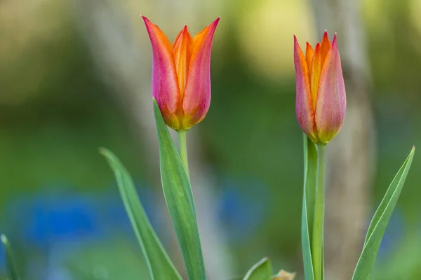 Fiori Tulipano Fiore Nel Giardino Primaverile — Foto Stock