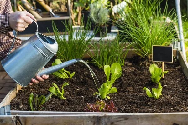 Jardinero Regando Las Jóvenes Plántulas Lechuga Jardín — Foto de Stock