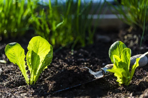 Junge Salatpflanzen Die Die Erde Gepflanzt Werden — Stockfoto