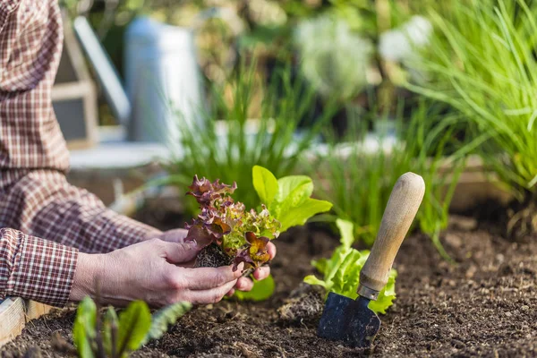 Trädgårdsmästaren Växter Unga Plantor Marken — Stockfoto