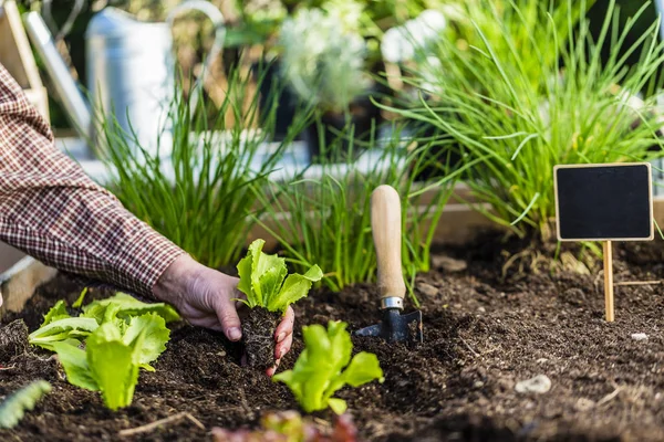 Jardinier Plante Jeunes Semis Dans Sol — Photo