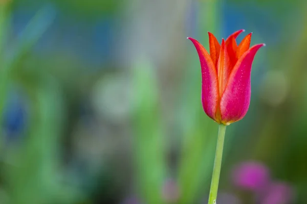 Fioritura Fiore Tulipano Nel Giardino Primaverile — Foto Stock