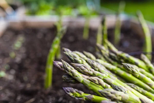 Giovani Asparagi Verdi Coltivati Giardino — Foto Stock