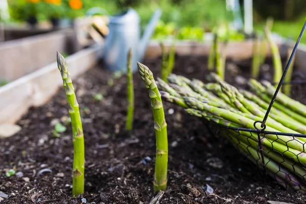 Espargos Verdes Jovens Cultivados Jardim — Fotografia de Stock