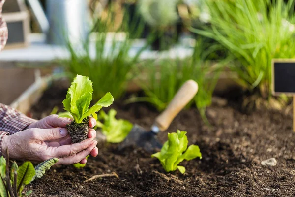 Trädgårdsmästaren Växter Unga Plantor Marken — Stockfoto