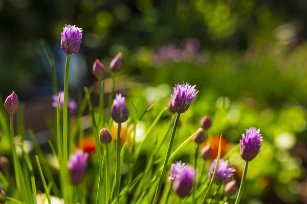 Blooming Young Chives Garden — Stock Photo, Image