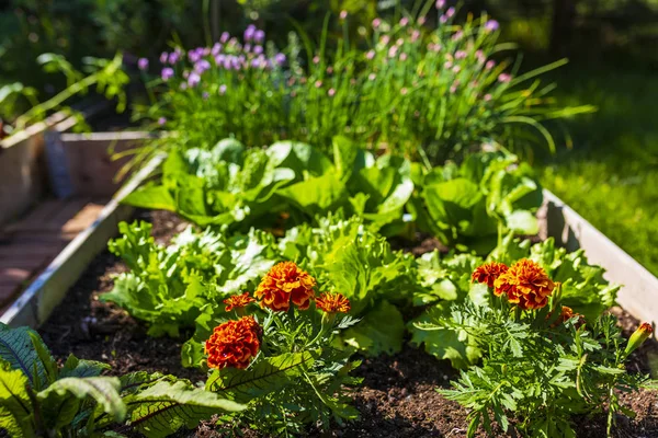 Genç marul ve bahçede sebze fide.