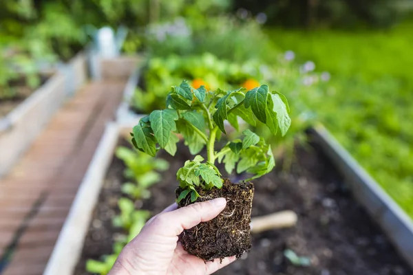 Ogrodnik Rośliny Pomidor Młoda Sadzonka Ziemi — Zdjęcie stockowe
