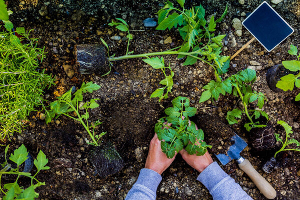 The gardener plants young tomato seedlings in the ground.