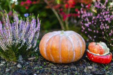 Sonbaharda hasat edilecek balkabağı ekinleri.