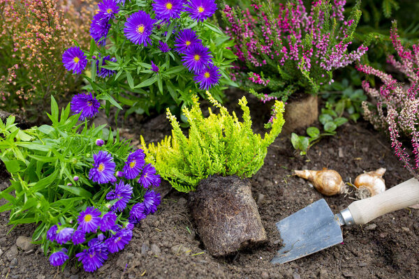 Луковицы цветов готовы к осенней посадке
.