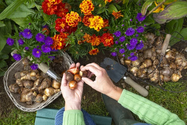 Bahçıvan sonbahar bahçesinde nergis soğanları bitkiler.