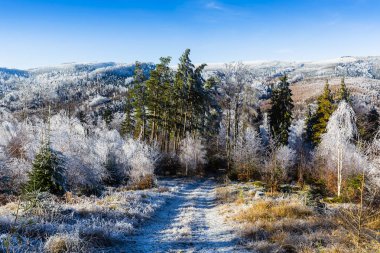 Beskids eteklerinde hoarfrost ile kaplıdır. Skrzyczne, Polonya.