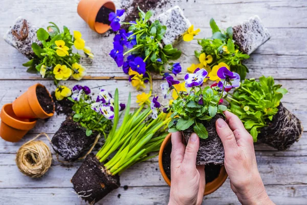 Die Ersten Frühlingsblumen Bereit Für Die Bepflanzung — Stockfoto