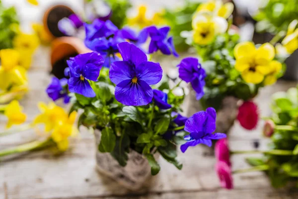 Первая Весна Красочные Голубые Цветы Готовы Посадке — стоковое фото