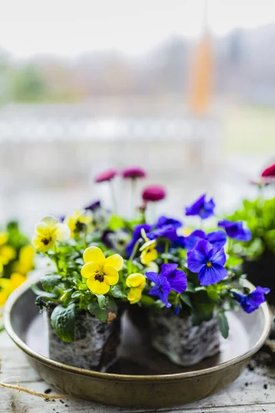 Első Tavaszi Színes Árvácska Virágok Készen Állnak Ültetésre — Stock Fotó