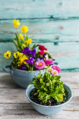 Bahar çiçekleri ile dekorasyon. Mutlu Paskalya.