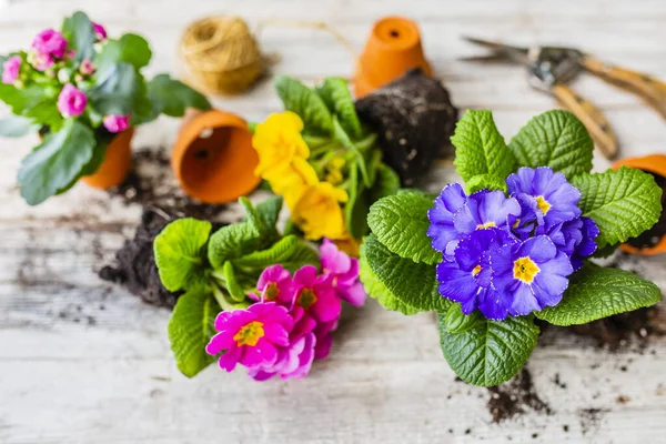 Die Ersten Frühlingsblumen Bereit Für Die Bepflanzung — Stockfoto