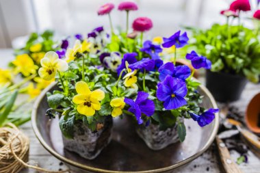 İlk bahar renkli nonoş çiçekleri dikmeye hazır..