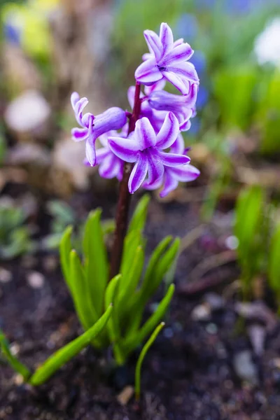 Bloeiende Lente Hyacint Bloem Tuin — Stockfoto