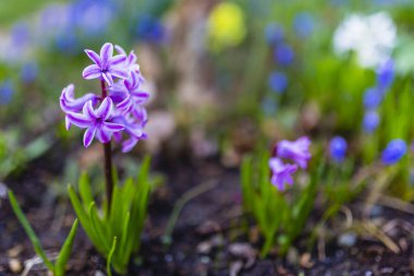 Bahçede çiçek açan bahar sümbülleri..