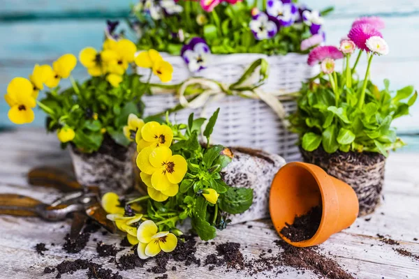Első Tavaszi Színes Árvácska Virágok Készen Állnak Ültetésre — Stock Fotó