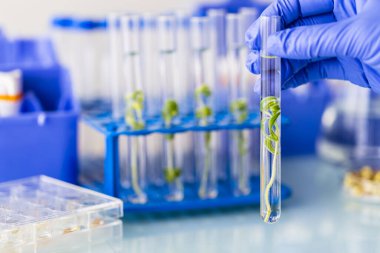 Biyoteknoloji ve organik bitki yetiştirme üzerine laboratuvar araştırmaları.