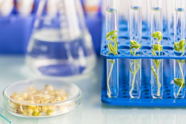 Biyoteknoloji ve organik bitki yetiştirme üzerine laboratuvar araştırmaları.