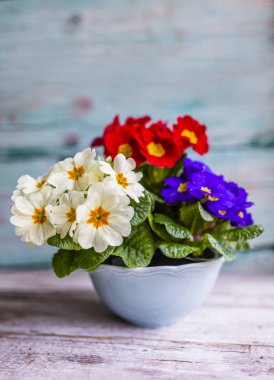 Bahar primula çiçekleriyle süsleme. 