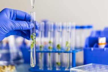 Biyoteknoloji ve organik bitki yetiştirme üzerine laboratuvar araştırmaları.