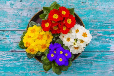 Bahar primula çiçekleriyle süsleme. 