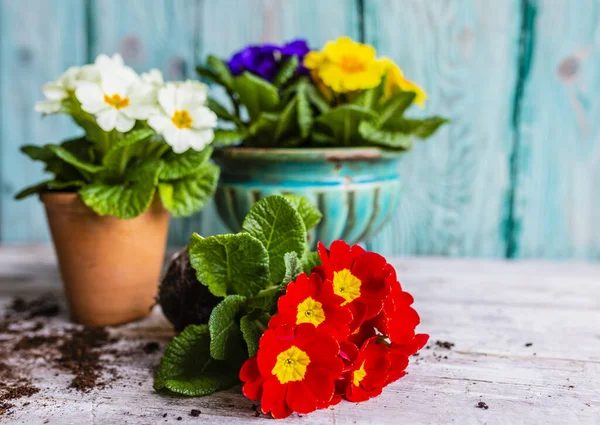 Díszítés Tavaszi Primula Virágokkal — Stock Fotó
