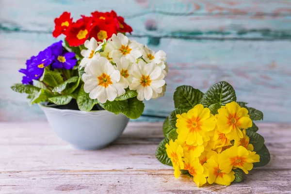 Díszítés Tavaszi Primula Virágokkal — Stock Fotó