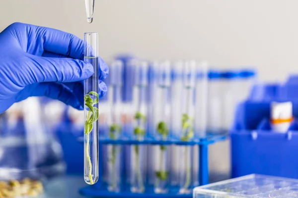 Biotechnologie Recherche Laboratoire Sur Culture Plantes Biologiques — Photo