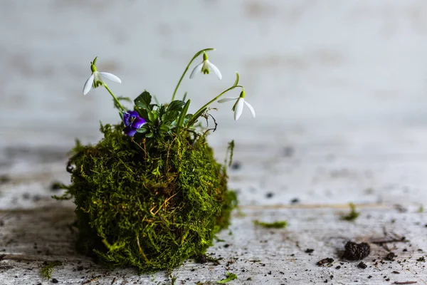 Kokedama Dengan Lumut Dan Bunga Salju — Stok Foto